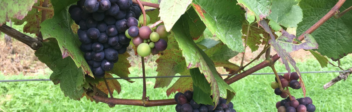Grapes at Chapel down